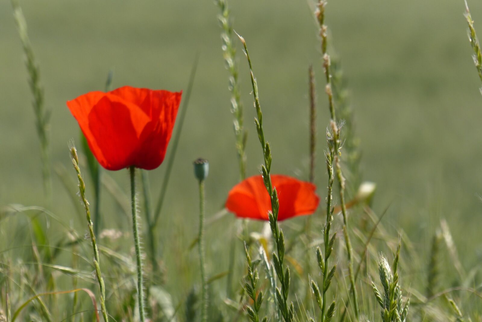 Panasonic Lumix DMC-FZ200 sample photo. Poppy, herbs, nature photography