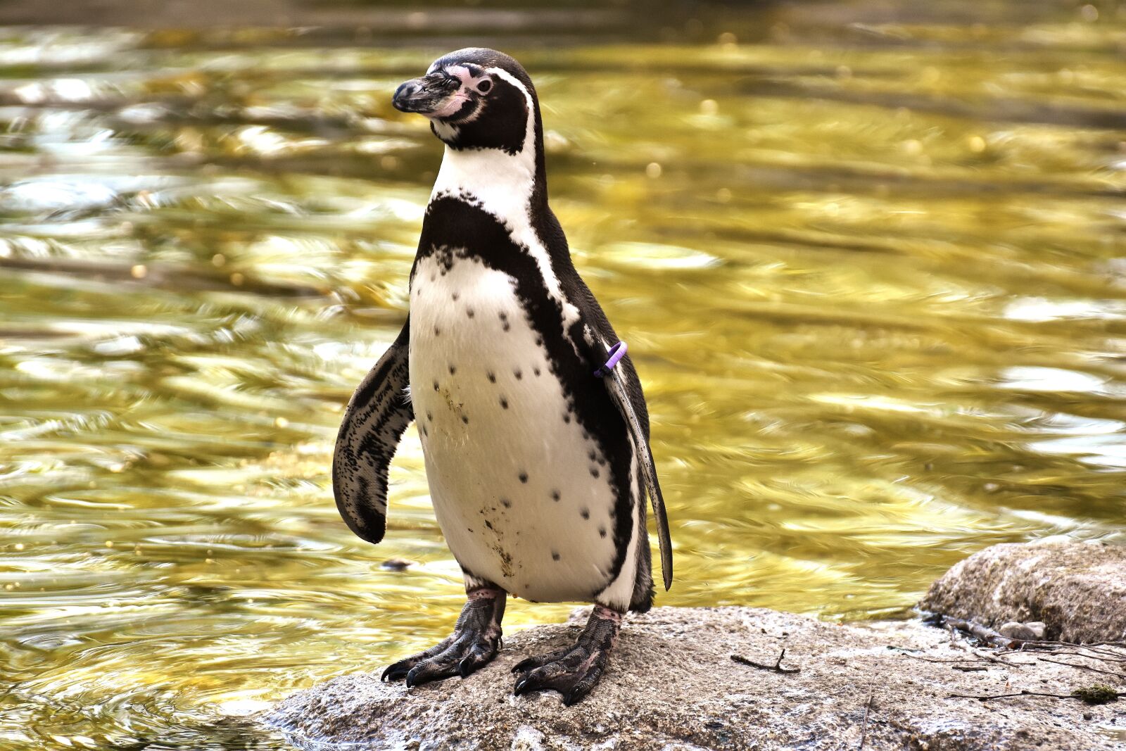 Nikon D7200 sample photo. Penguin, animal, animal world photography
