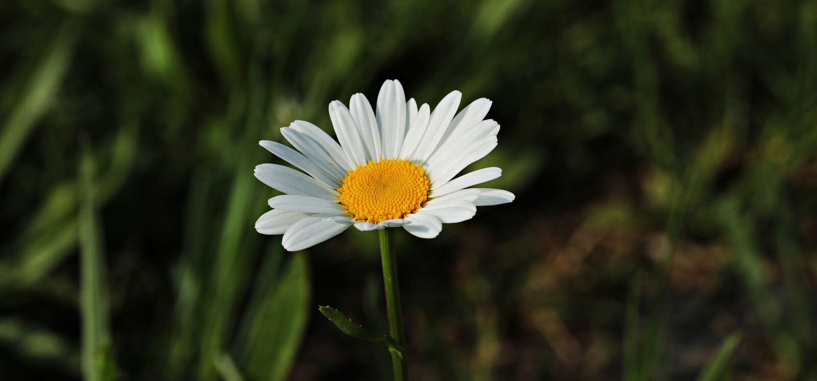 Canon EOS 80D sample photo. Daisies, white, yellow photography