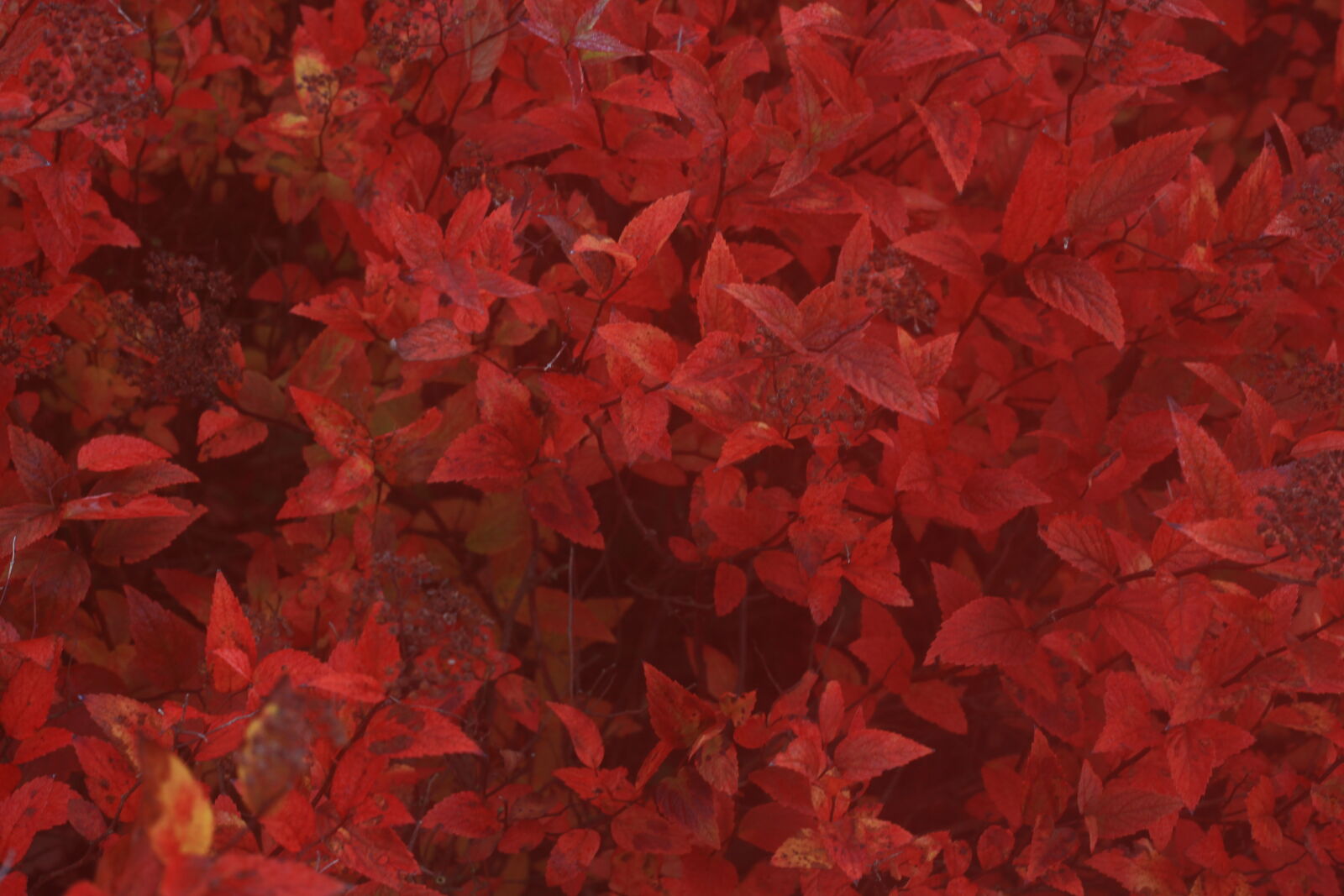 Canon EF 50mm F1.8 II sample photo. Autumn, colour, leaves, red photography
