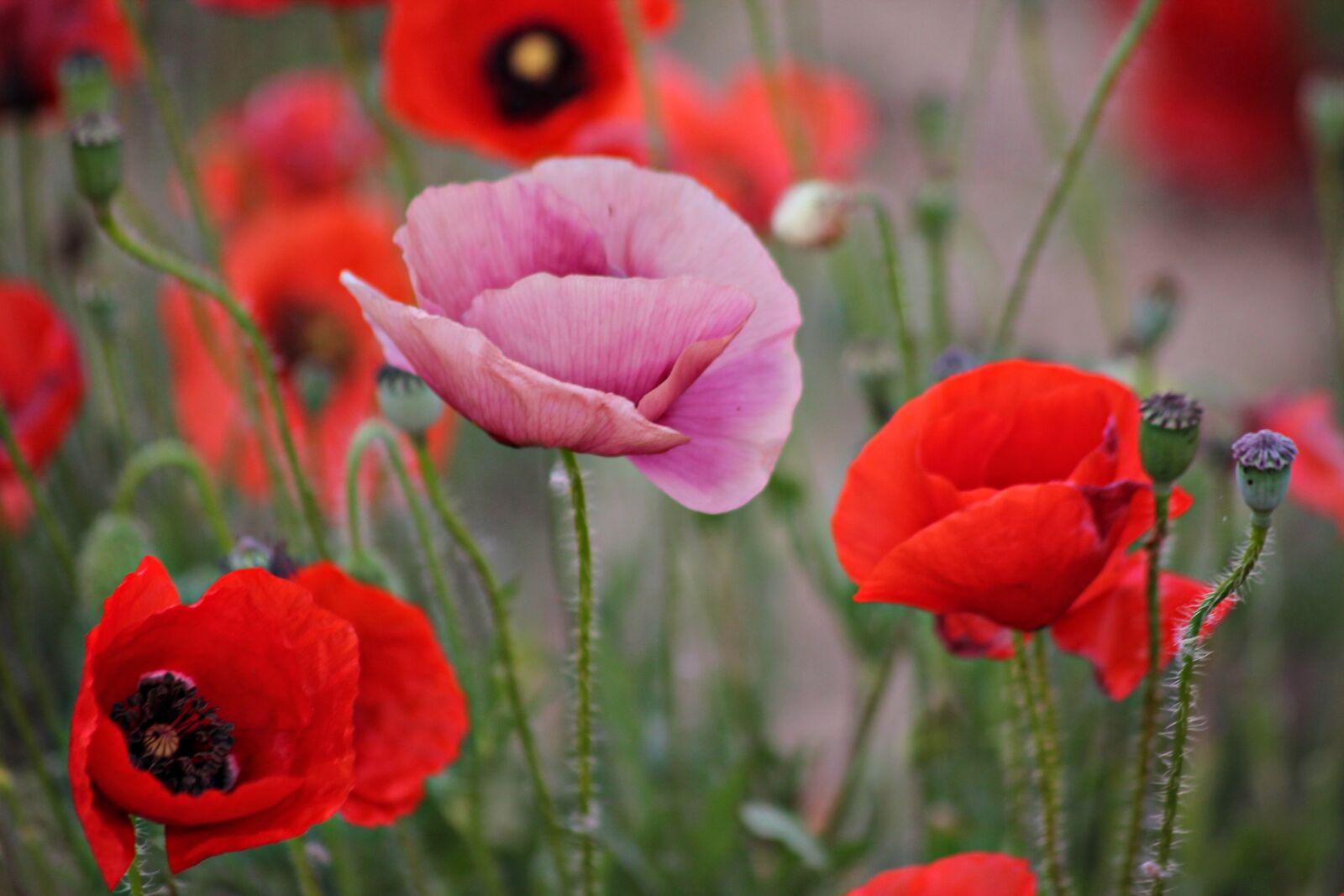 Canon EOS 1100D (EOS Rebel T3 / EOS Kiss X50) sample photo. Poppy, different, purple photography