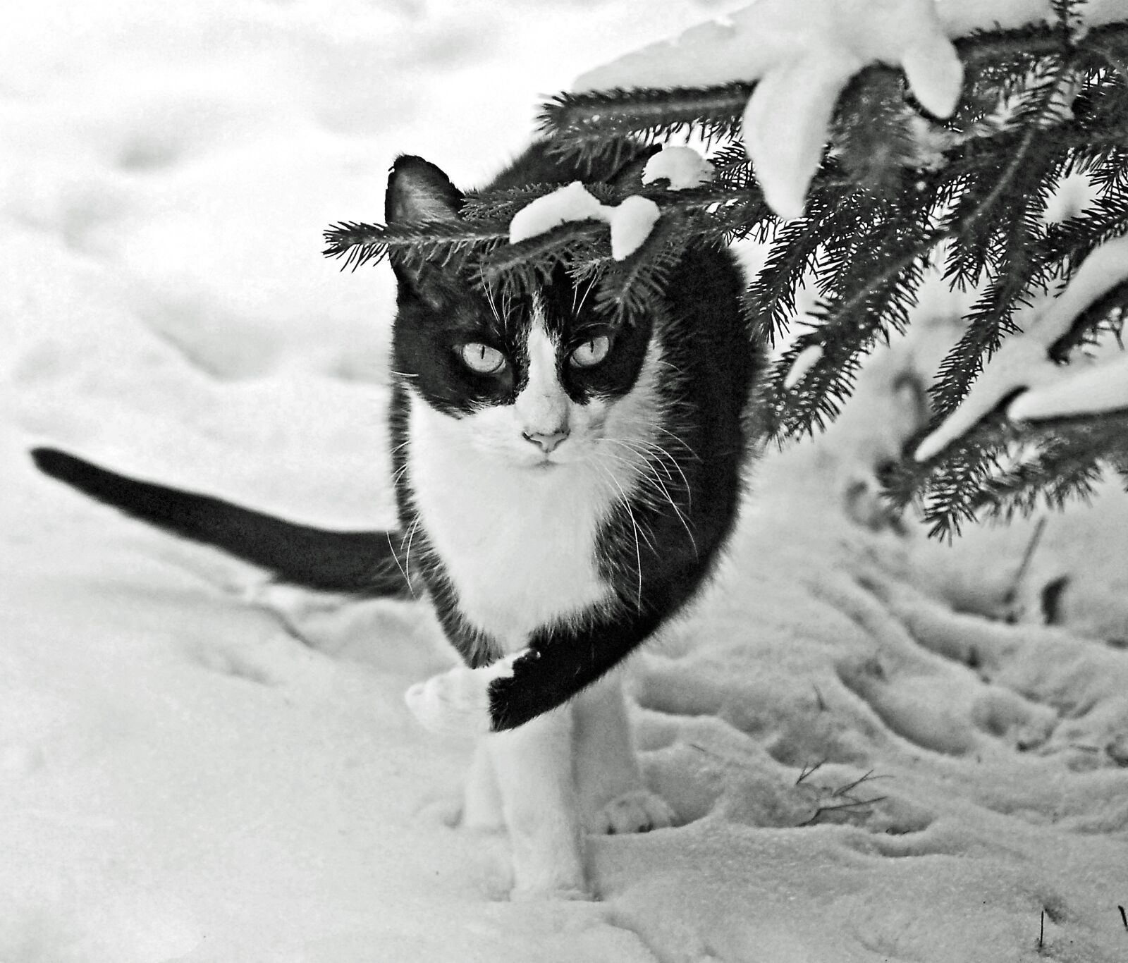 Nikon D80 sample photo. Winter, snow, cat photography