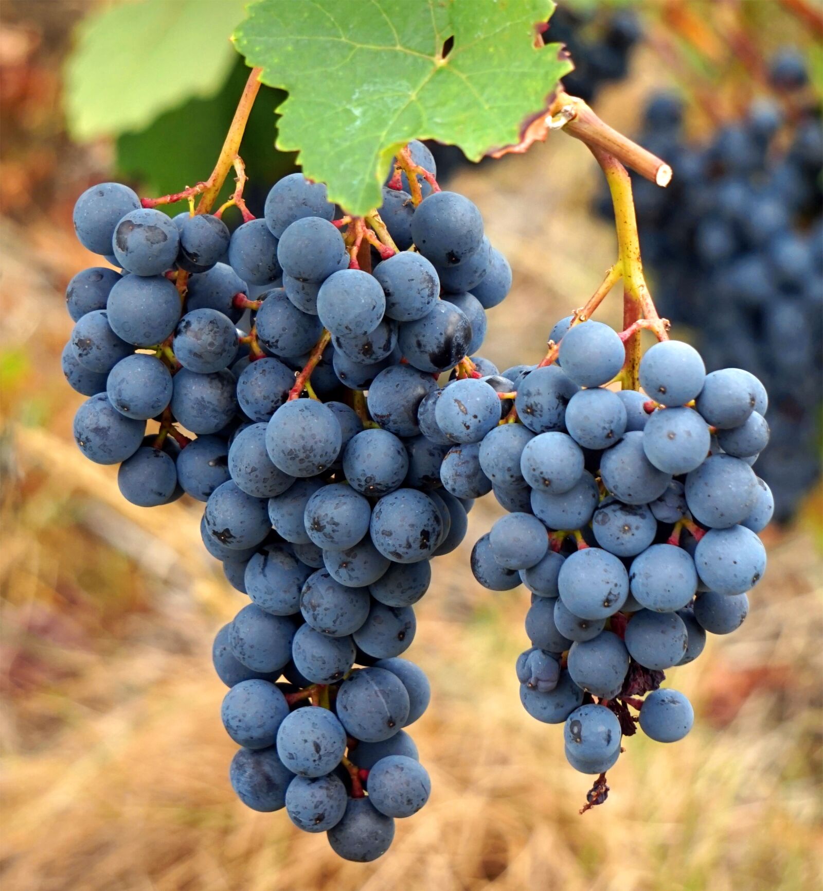 Sony Alpha a5000 (ILCE 5000) + Sony E 55-210mm F4.5-6.3 OSS sample photo. Wine, vines, grapes photography