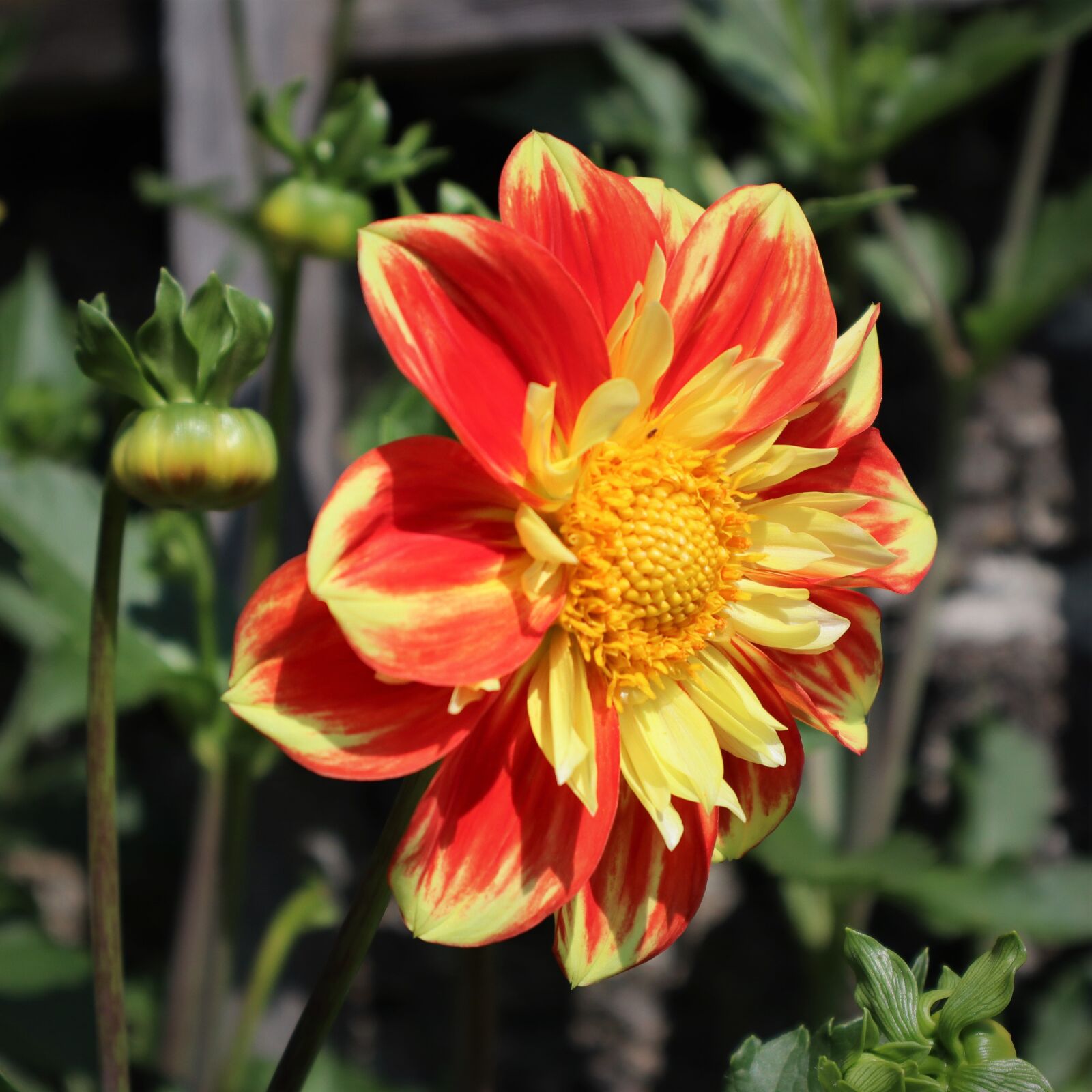 Canon EOS M50 (EOS Kiss M) sample photo. Nature, garden, flower photography