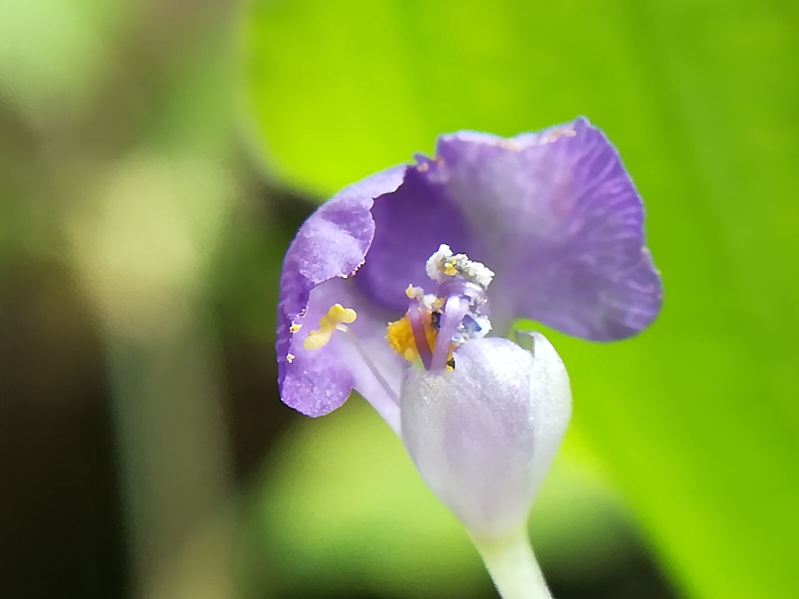 HUAWEI GR5 2017 sample photo. Flowers, purple, nature photography