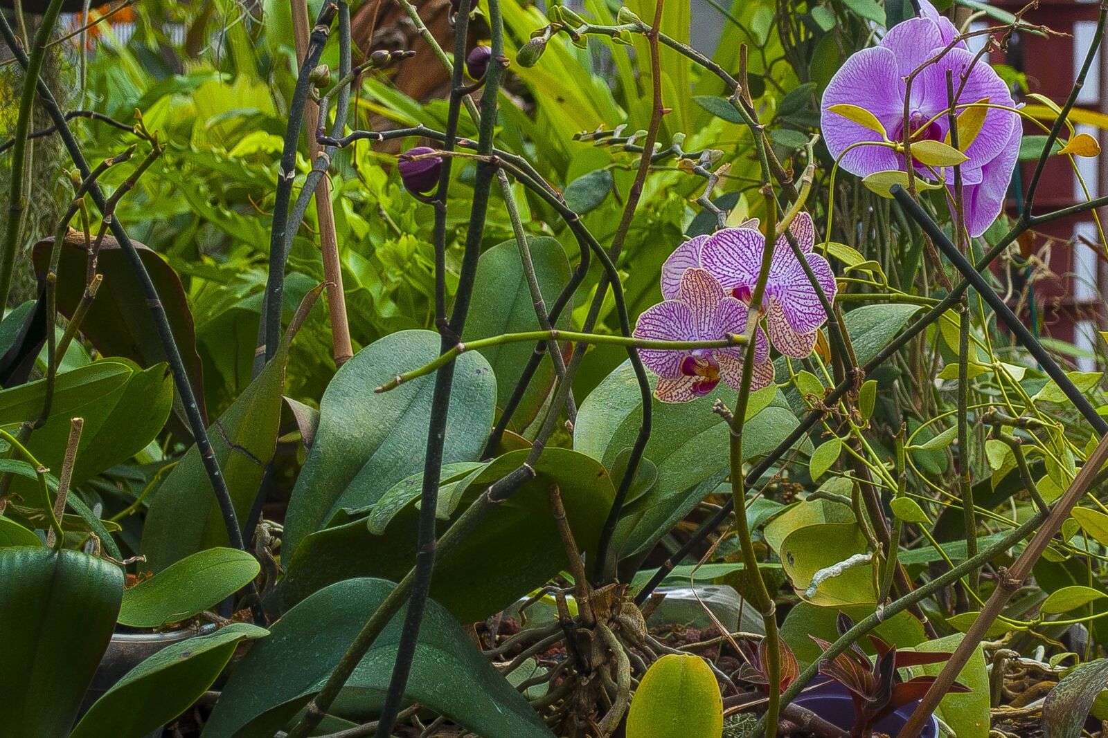 Nikon D5000 sample photo. Orchid, flowers, greens photography