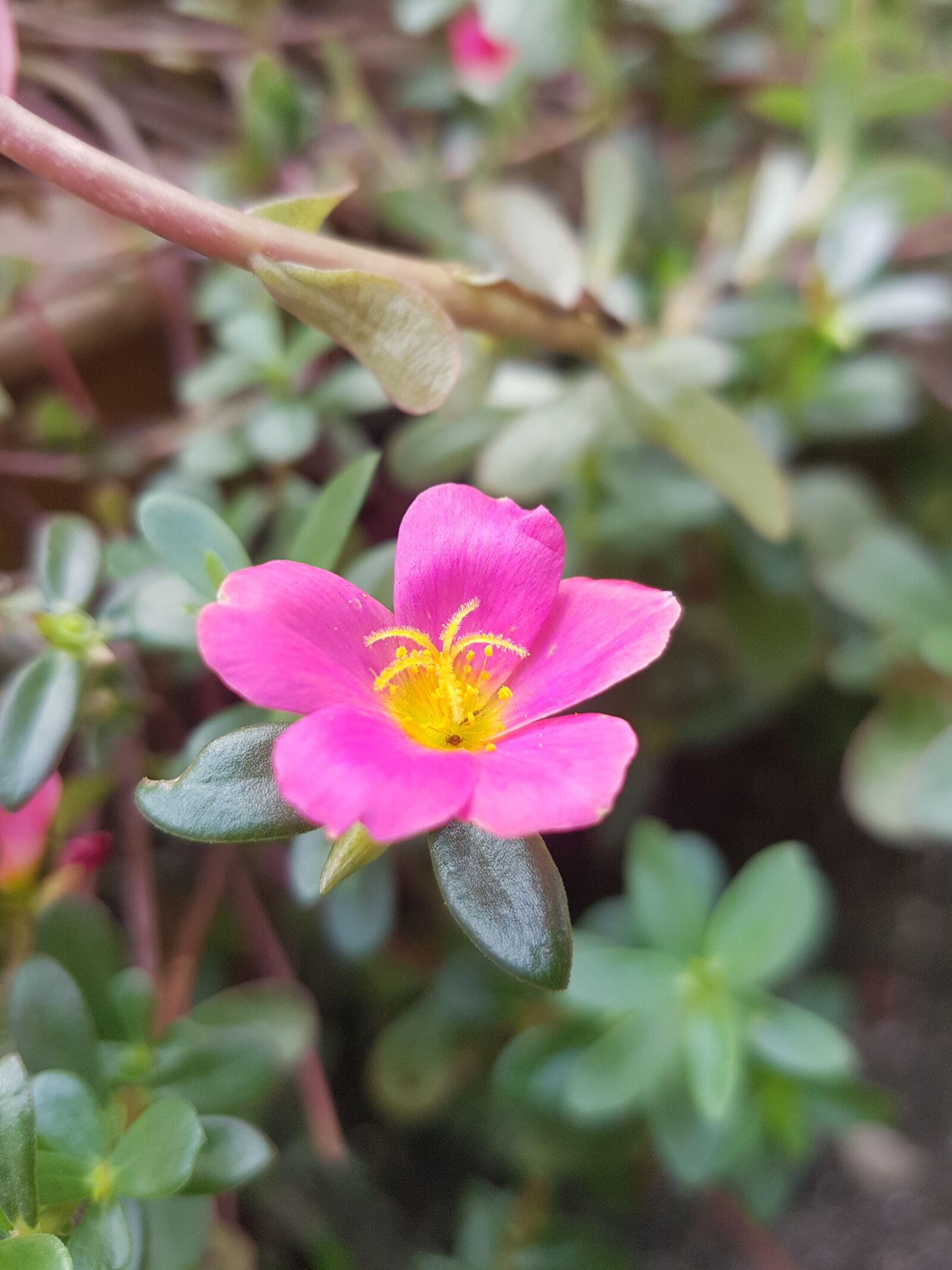 Samsung Galaxy S7 Edge sample photo. Pink, yellow, flower photography