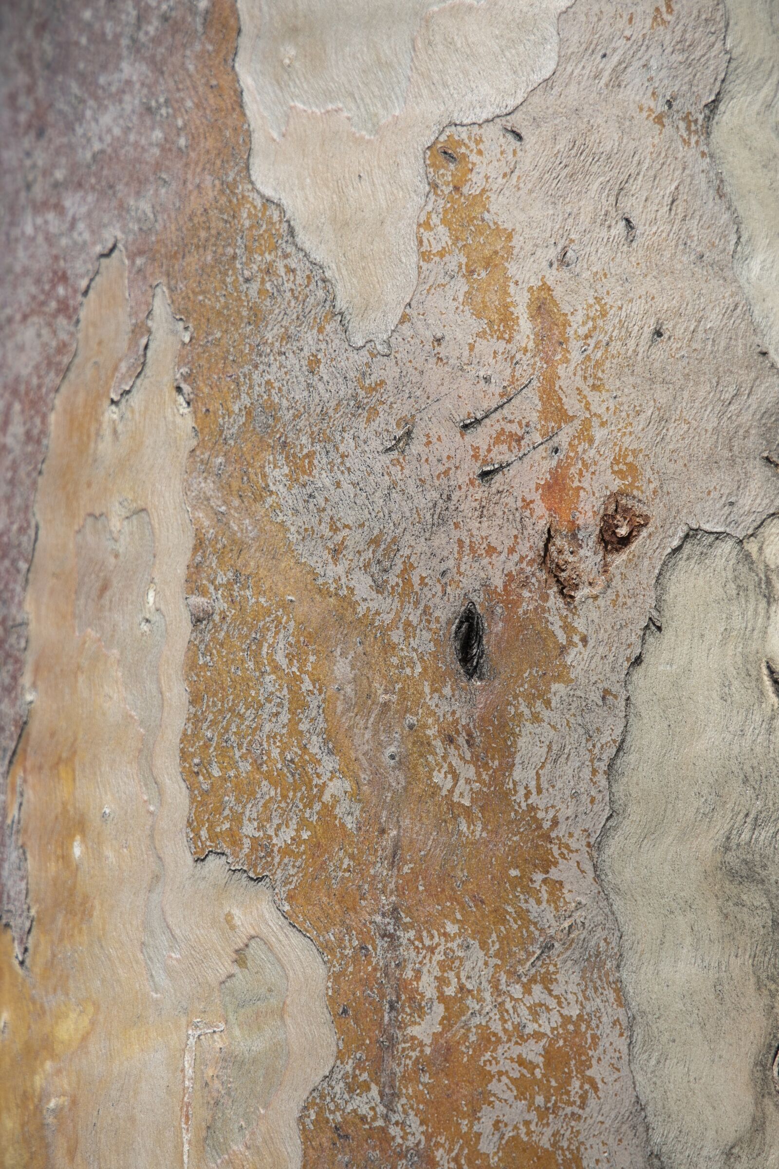 Canon RF 24-105mm F4L IS USM sample photo. Tree, texture, wood photography