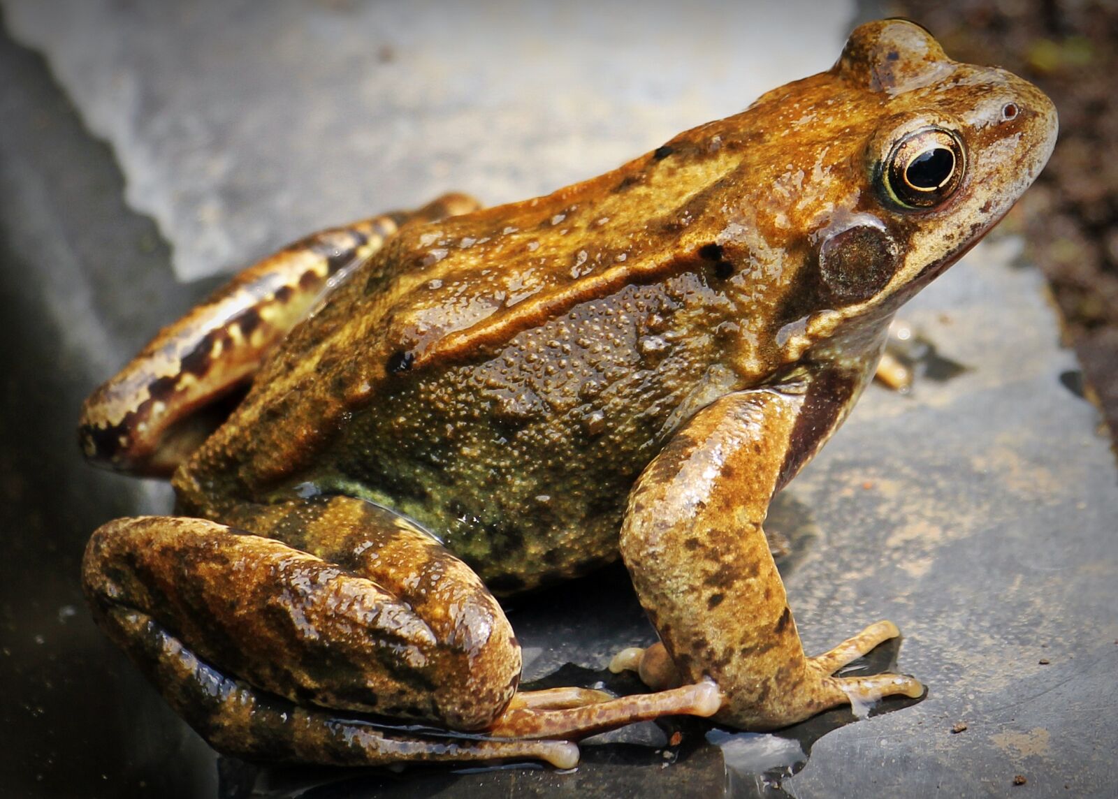 Canon EOS 550D (EOS Rebel T2i / EOS Kiss X4) sample photo. Frog, water lilies, nuphar photography