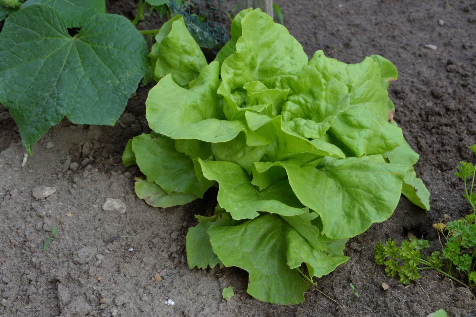 Nikon D3200 sample photo. Salad, lettuce, green photography
