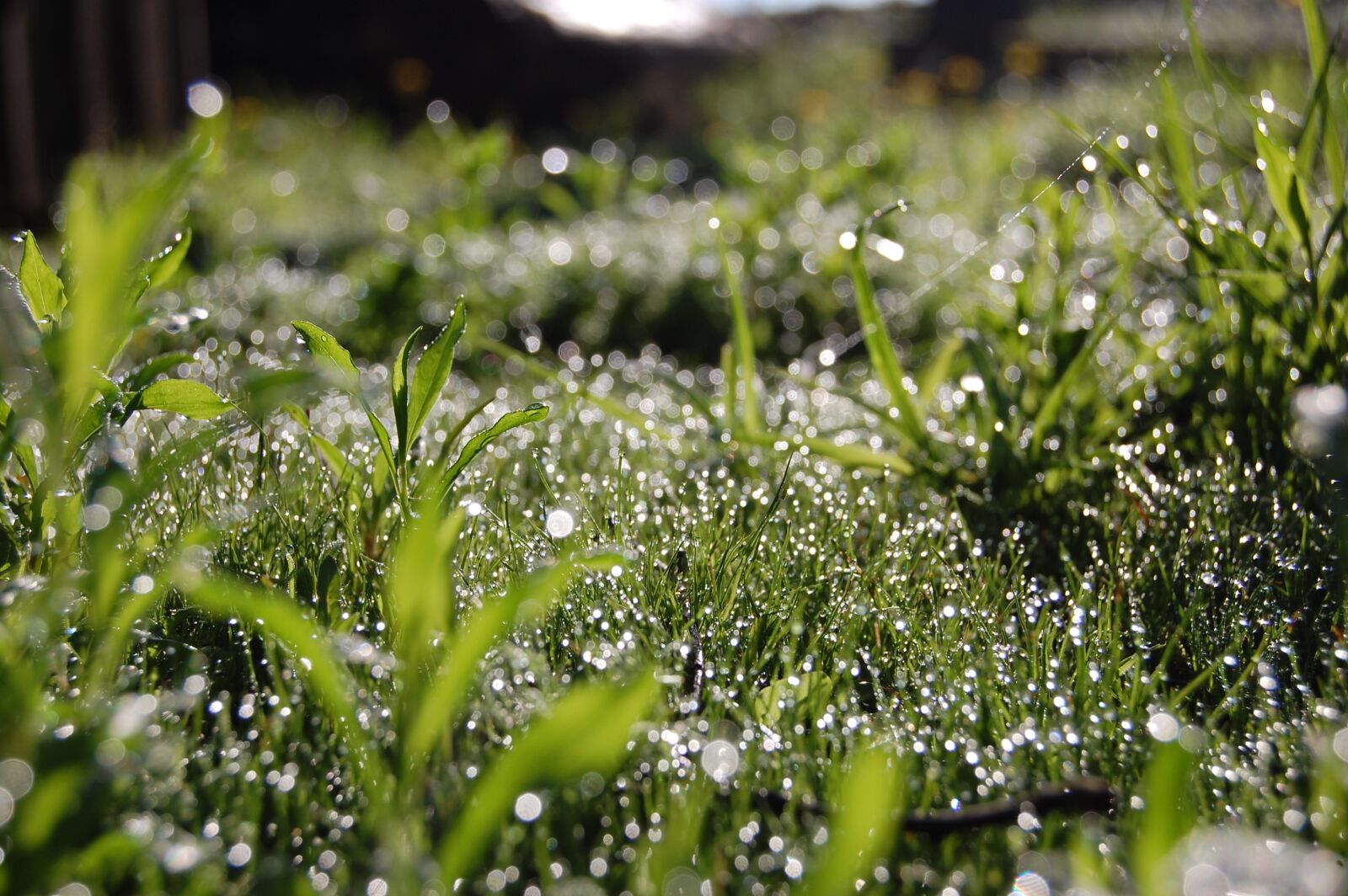 Nikon D40 sample photo. Grass, dewdrops, morning photography