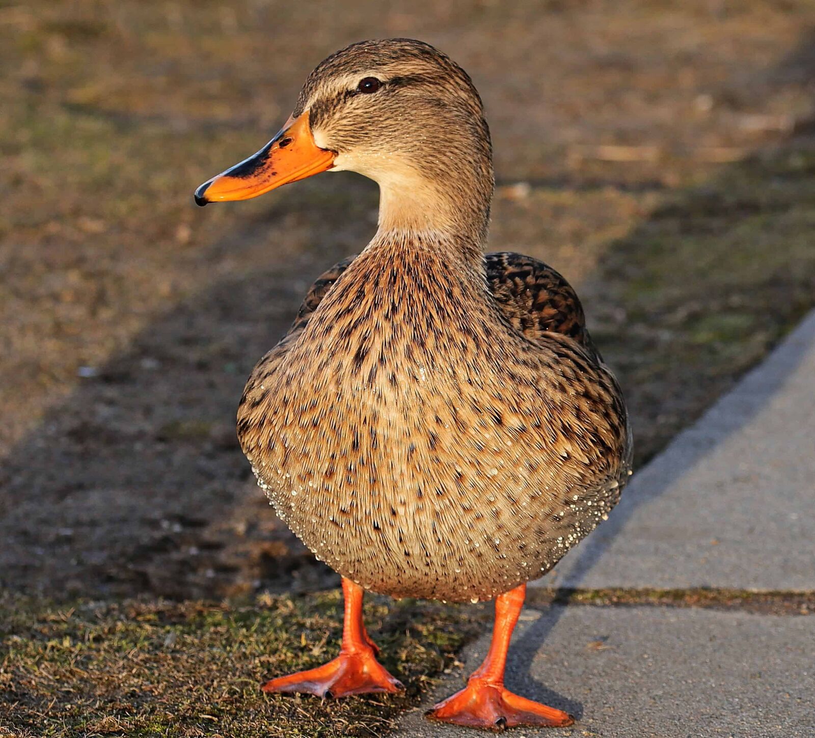 Canon EOS 80D sample photo. Duck, waterfowl, aquatic bird photography