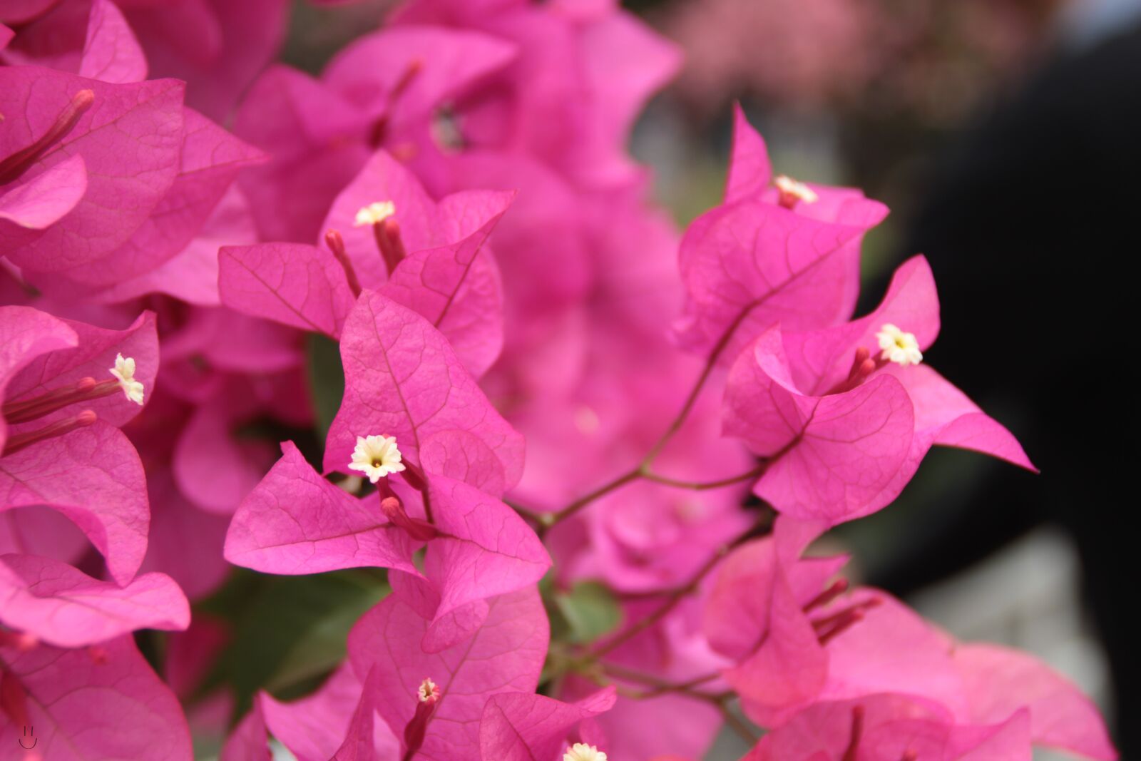 Canon EOS 600D (Rebel EOS T3i / EOS Kiss X5) sample photo. Flower, beautiful, background photography