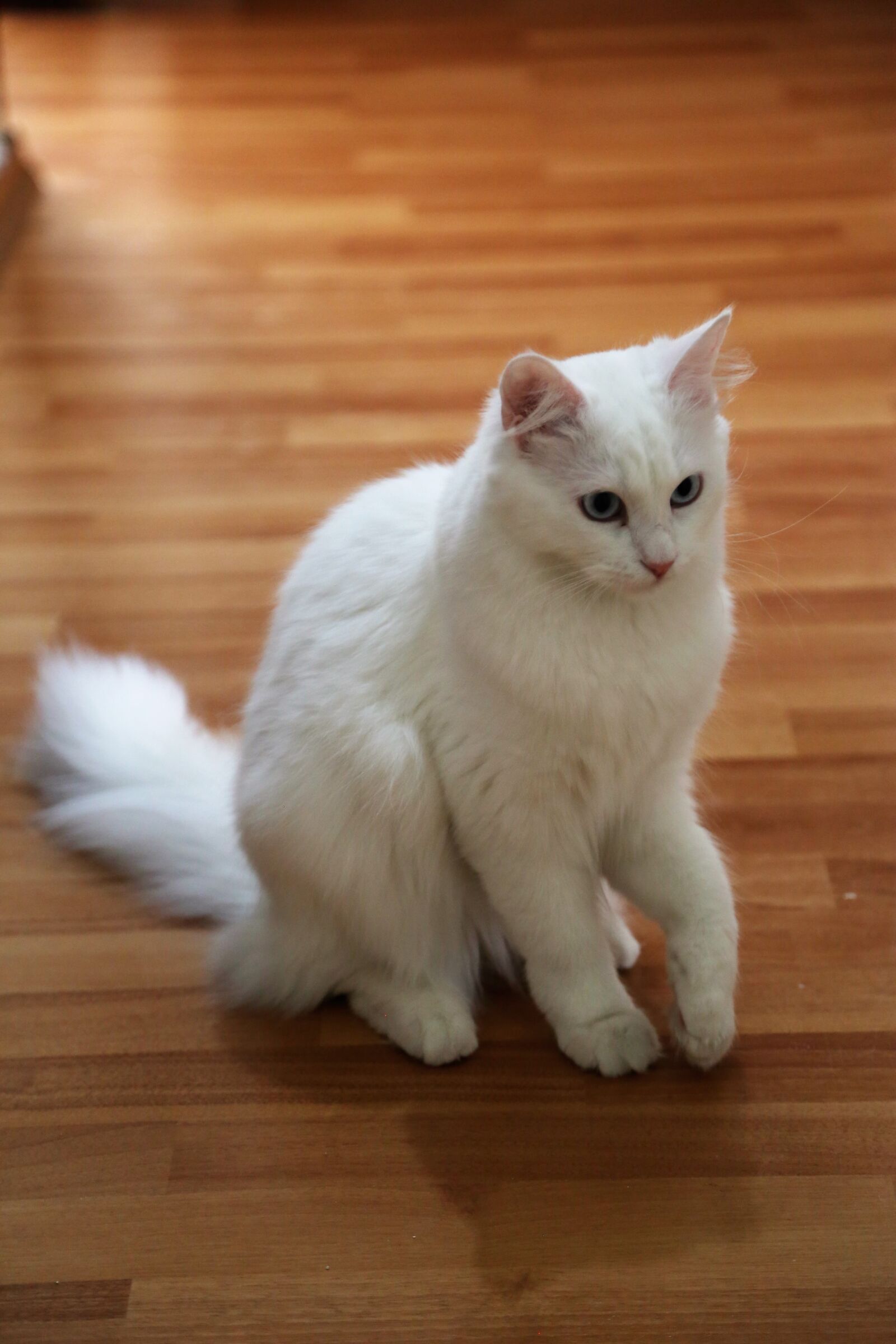 Canon EOS 5D Mark III sample photo. Cat, animal, pets photography