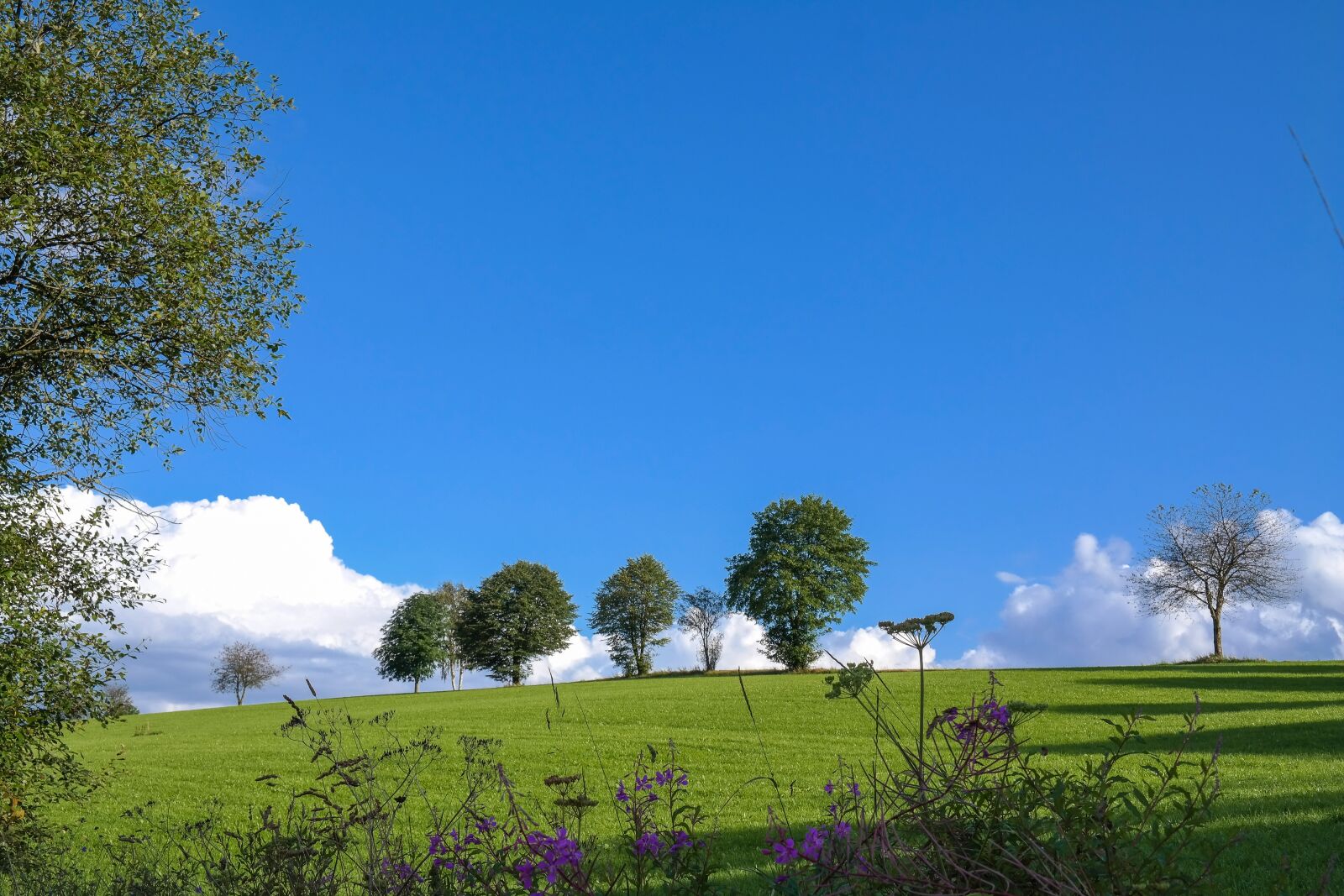 Samsung NX300 sample photo. Trees, meadow, clouds photography