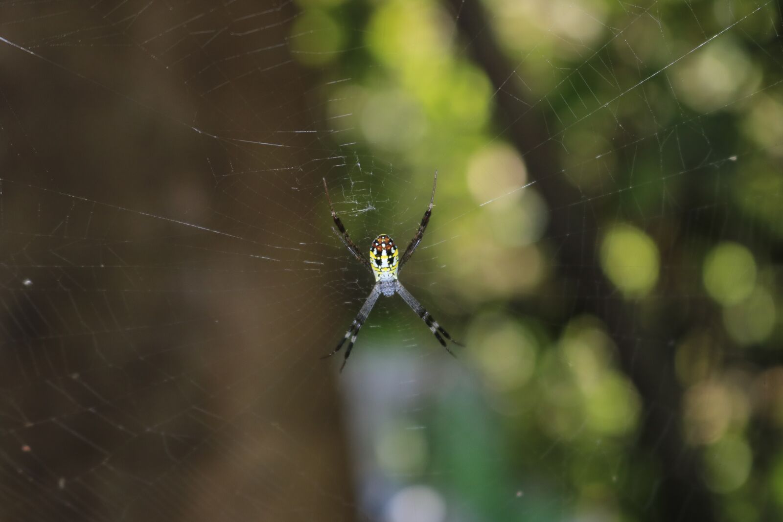 Canon EOS 750D (EOS Rebel T6i / EOS Kiss X8i) sample photo. Spider, sun, nature photography