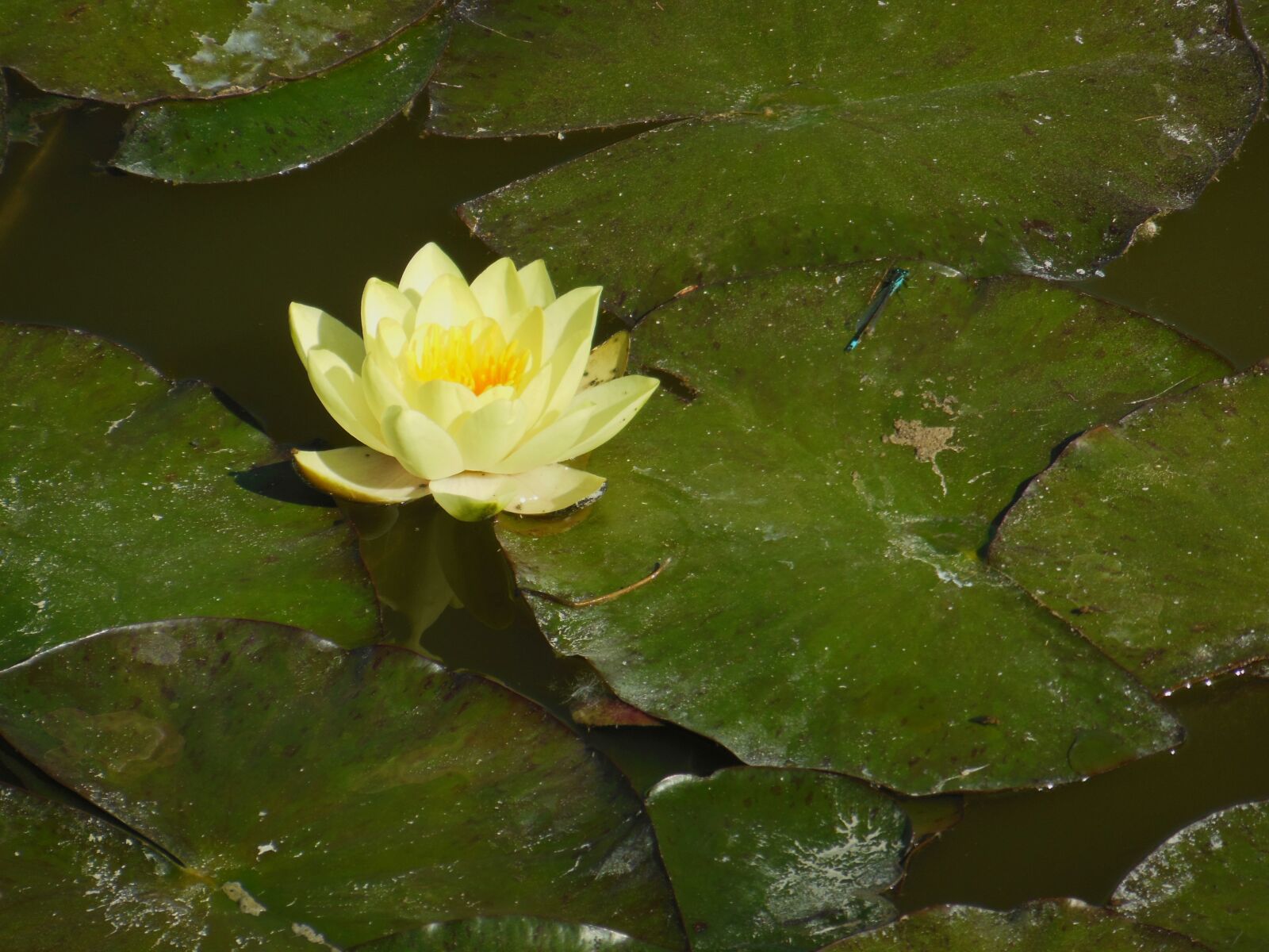 Nikon Coolpix S9300 sample photo. Water lily, flower, nature photography