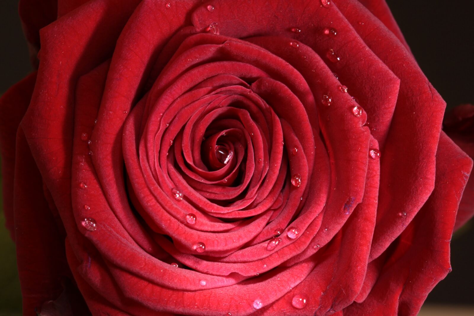 Canon EOS 50D sample photo. Rose, red, flower photography