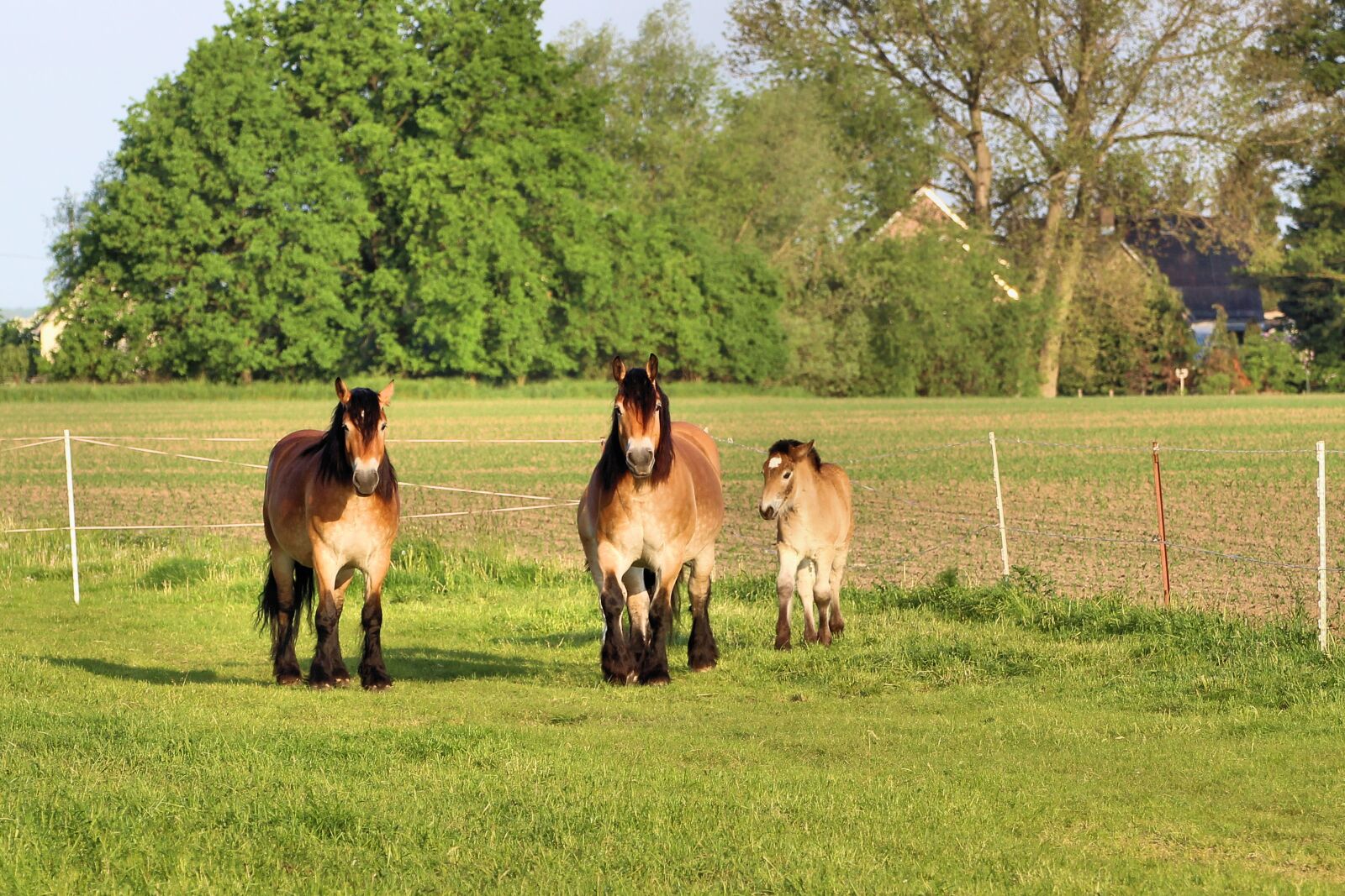 Canon EOS 1200D (EOS Rebel T5 / EOS Kiss X70 / EOS Hi) sample photo. Horses, mares, foal photography
