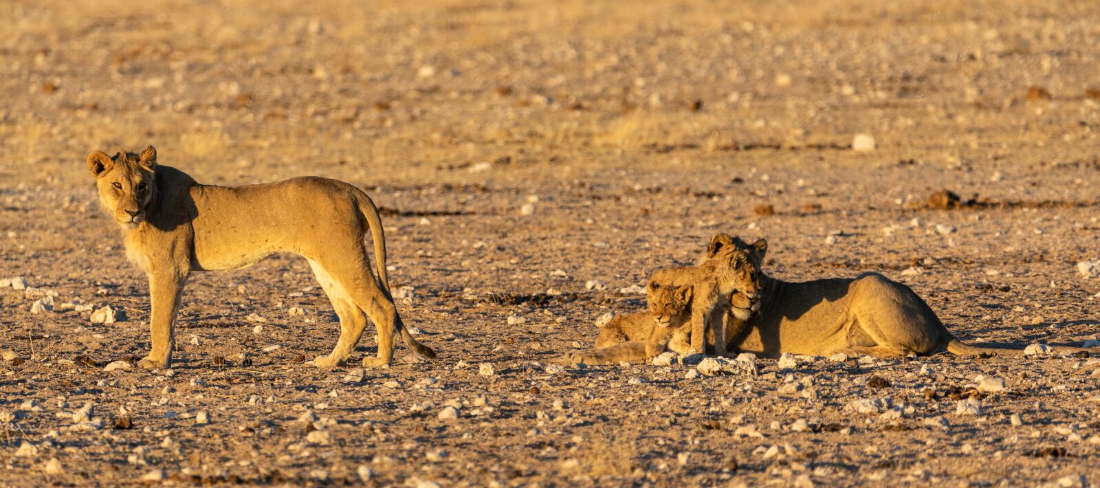 Canon EOS 5D Mark IV + 150-600mm F5-6.3 DG OS HSM | Contemporary 015 sample photo. Lion, baby, family photography