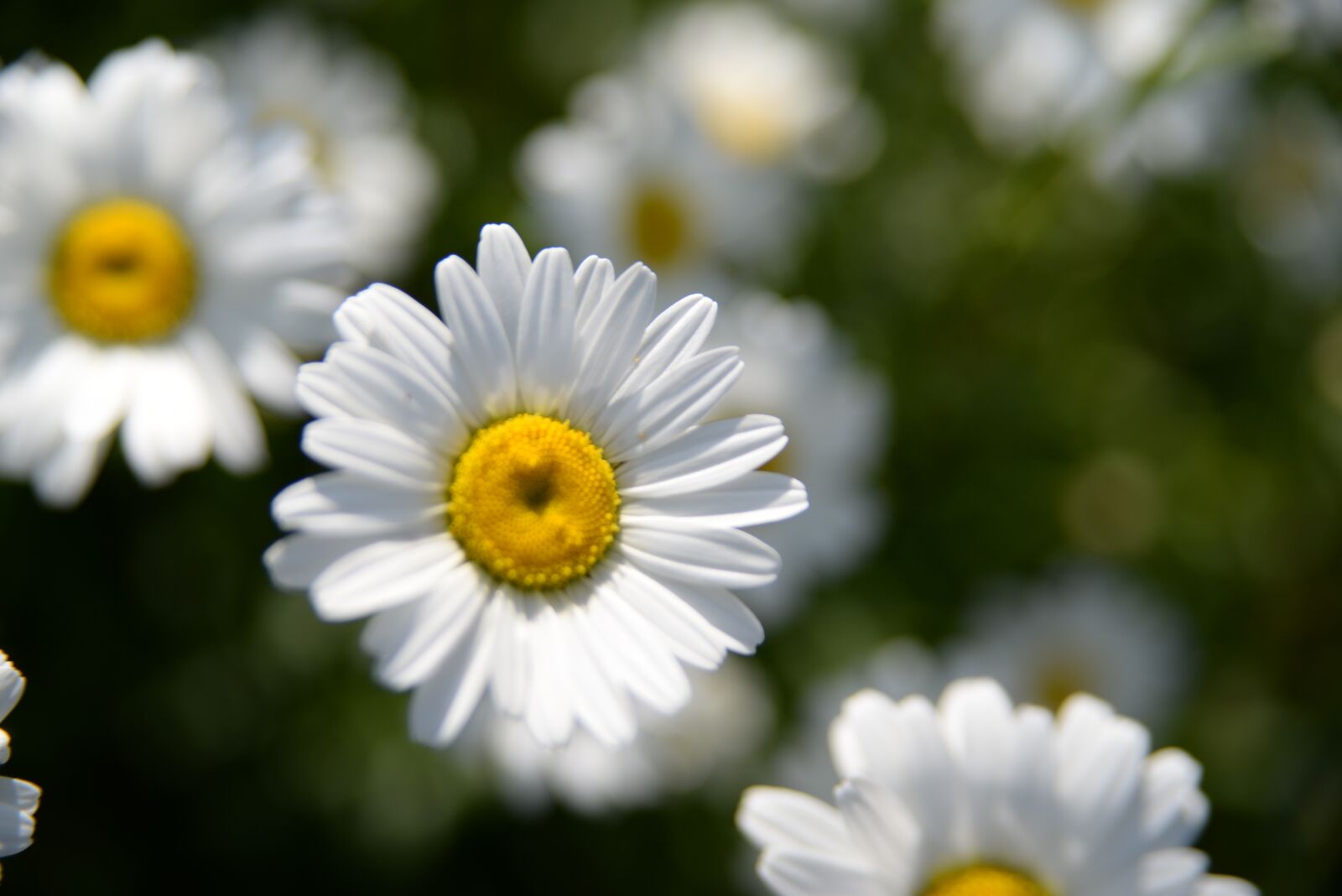 Nikon D610 sample photo. Flowers, flower, nature photography