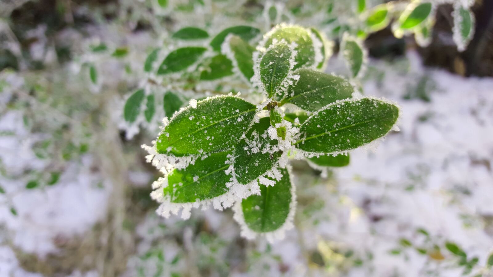 Samsung Galaxy S6 sample photo. Winter, ice, hoarfrost photography