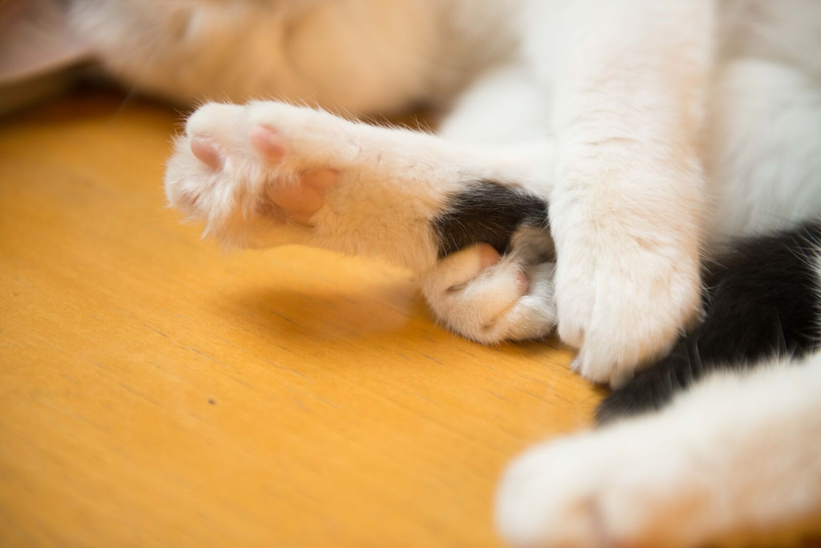 Nikon AF-S Nikkor 24-70mm F2.8G ED sample photo. Cat photography