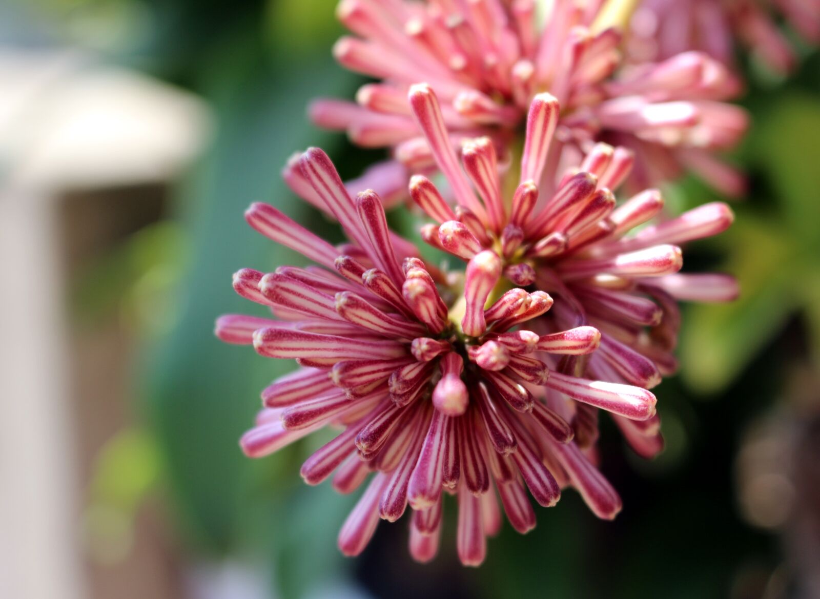 Canon EOS 100D (EOS Rebel SL1 / EOS Kiss X7) sample photo. The ascendancy, flowers, pretty photography