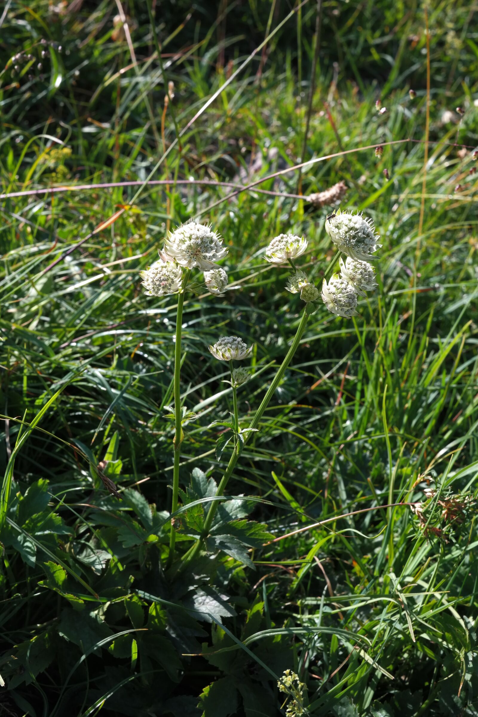 Samsung NX300 sample photo. Bavarian star umbel, flower photography