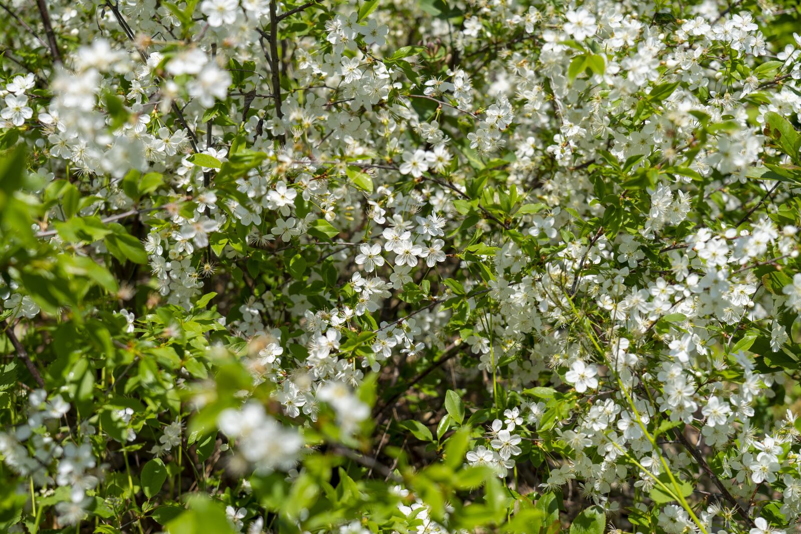 Sony FE 24-105mm F4 G OSS sample photo. Flowers, spring, flowering photography