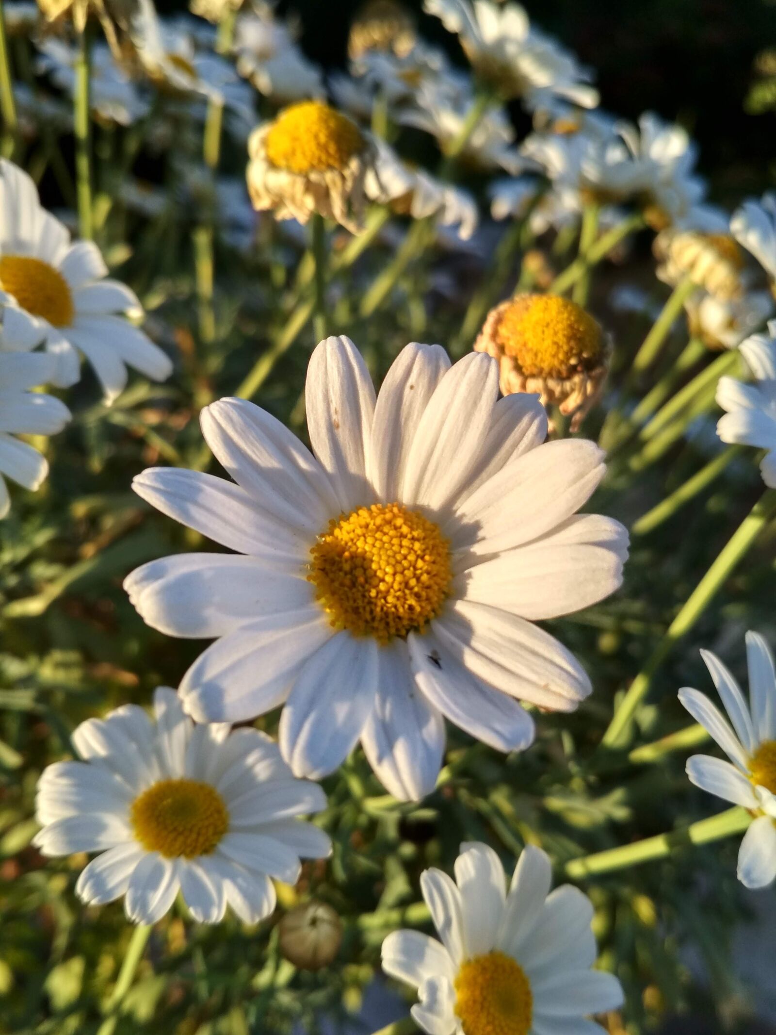 Xiaomi Redmi 4X sample photo. Daisy, flowers, garden photography