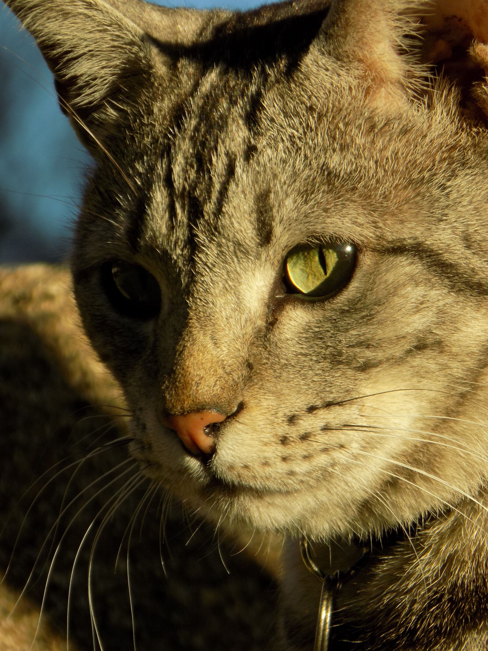 Nikon COOLPIX L340 sample photo. Close, up, cat, domestic photography