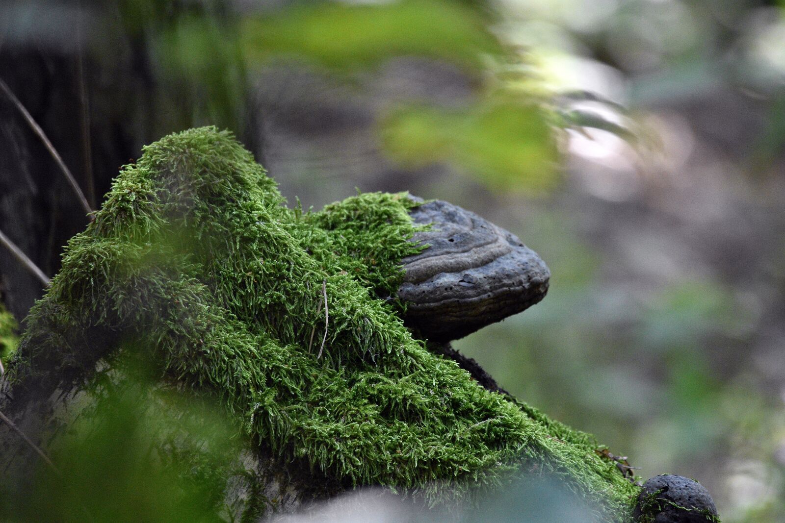 Nikon D3400 sample photo. Moss, mossy, mushroom photography