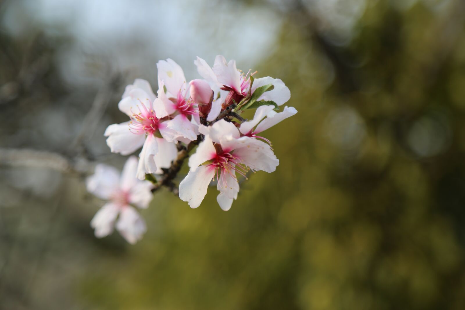 Canon EF 24-105mm F4L IS USM sample photo. Flower, nature, plant photography