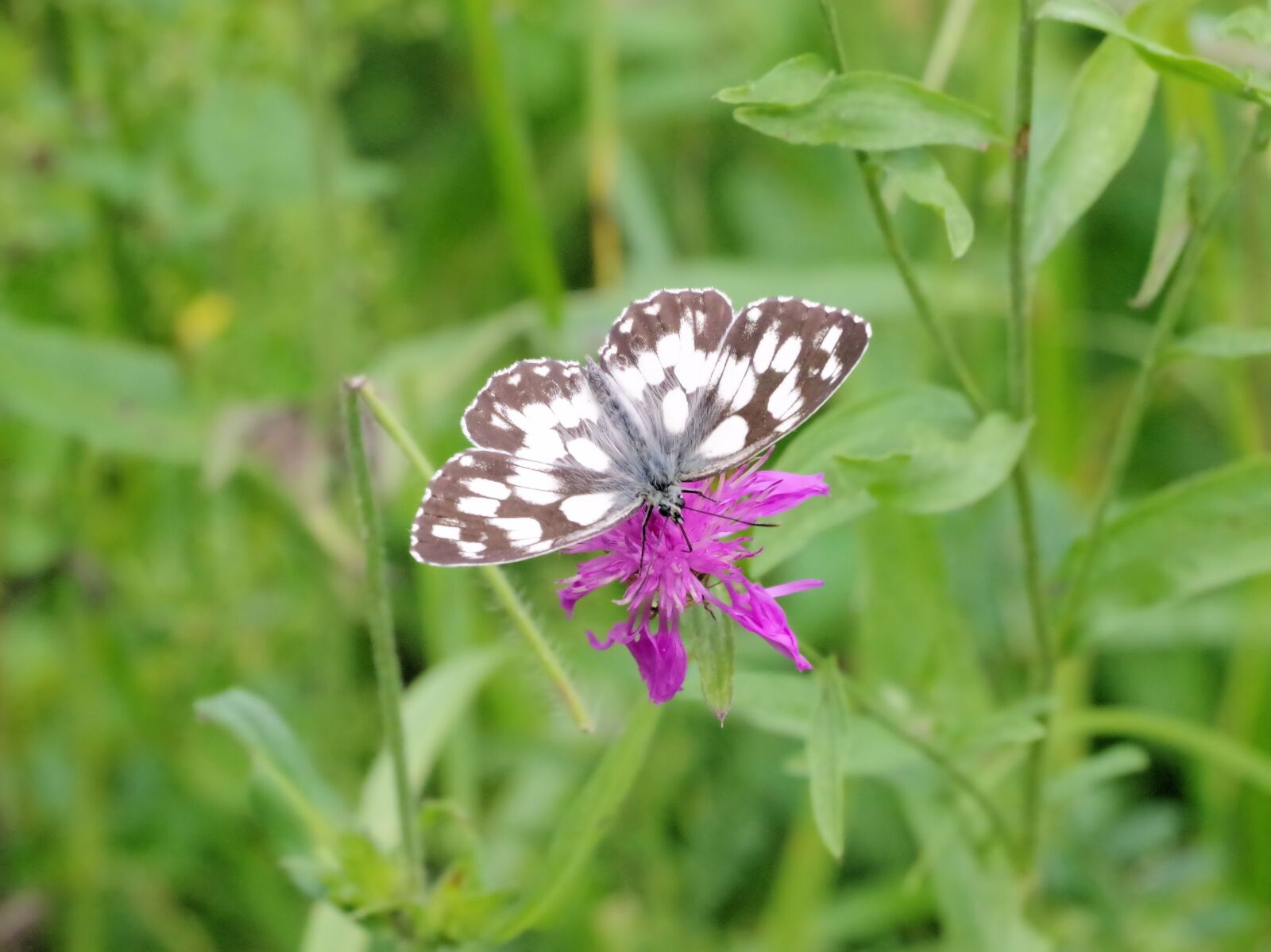 Pentax K-70 sample photo. Butterfly, nature, chess board photography