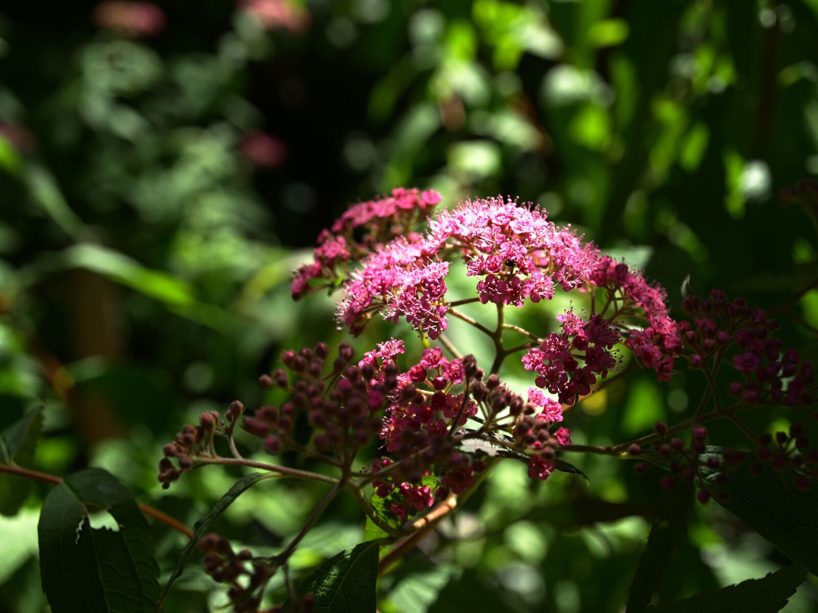 Olympus E-510 (EVOLT E-510) sample photo. Flowers, shrub photography