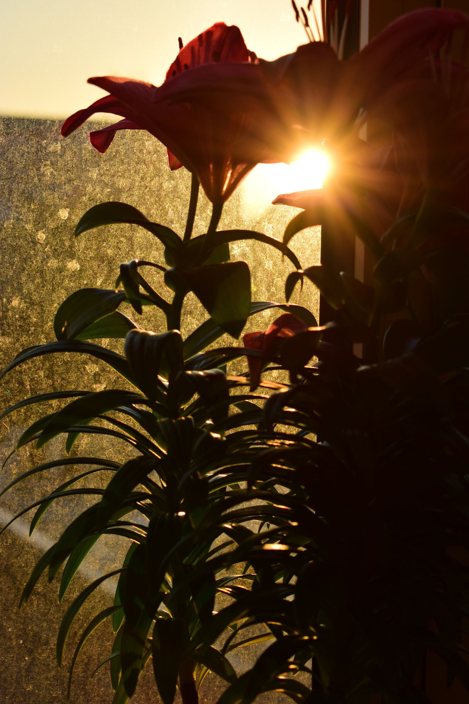 Nikon D3300 sample photo. Window, flower, sunrise photography