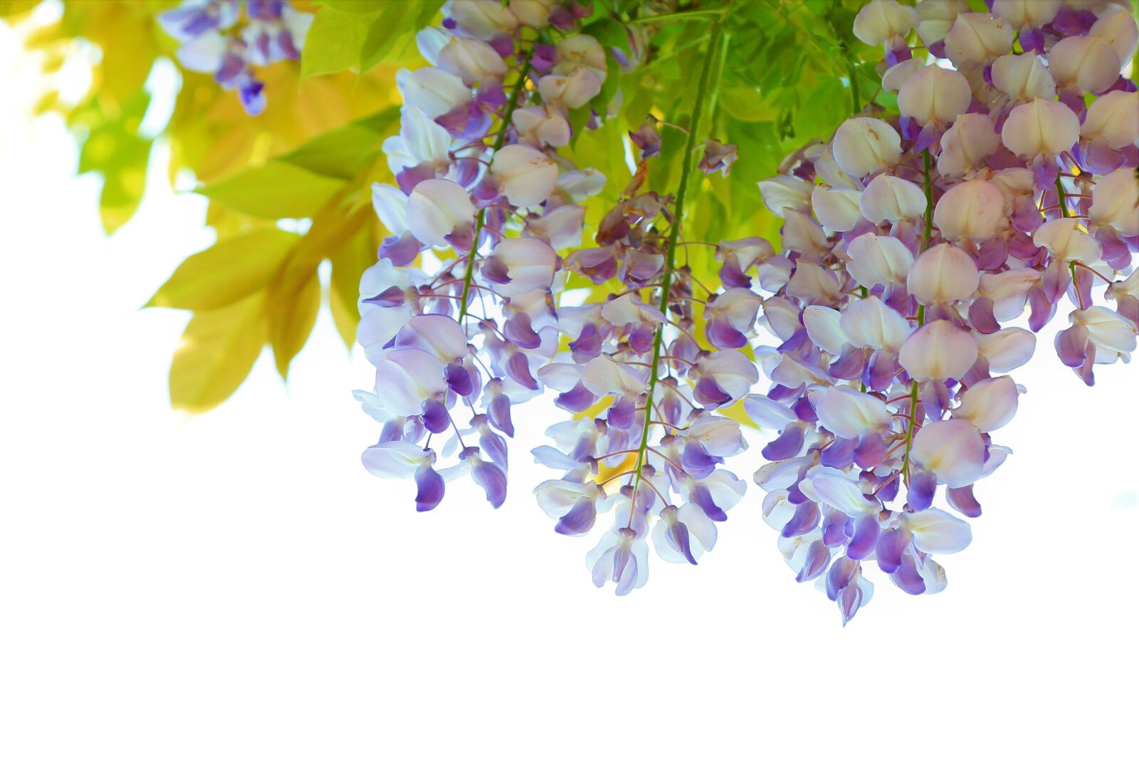 Canon EF 24-105mm F4L IS USM sample photo. Flower, spring, nature photography