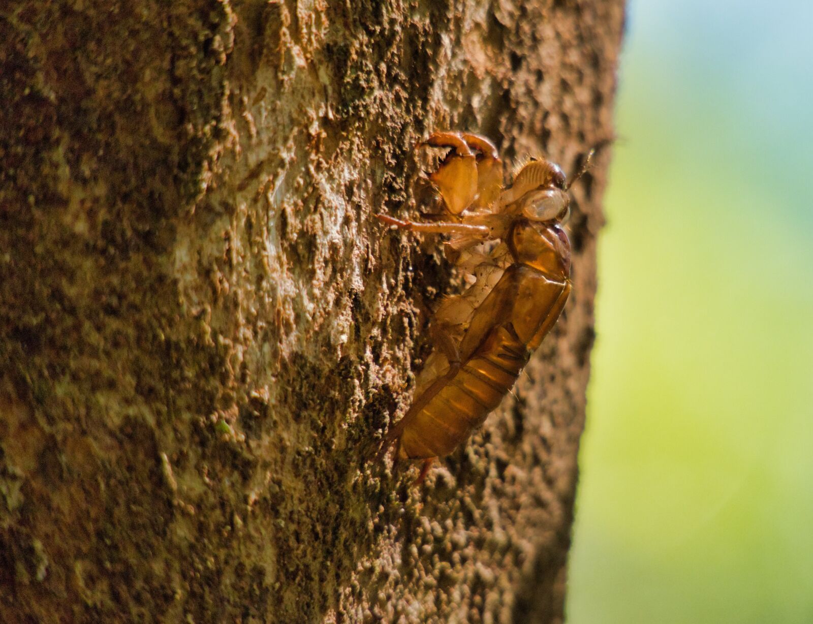 Canon PowerShot G3 X sample photo. Cicada, dehydrated, thailand photography