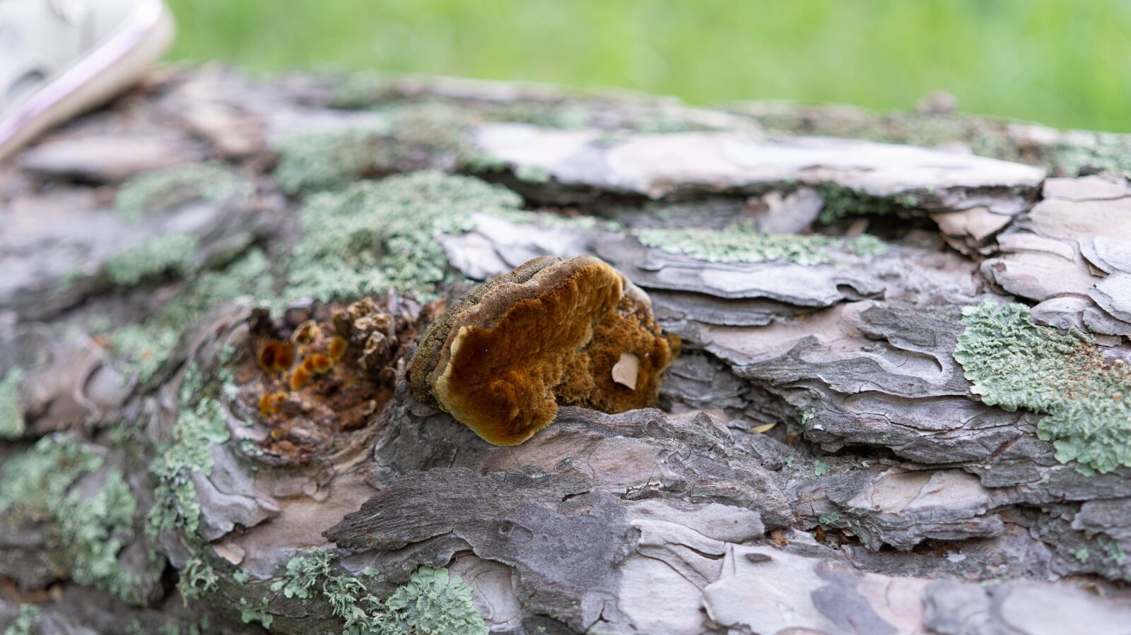 Sony Alpha NEX-5N sample photo. Mushroom, tree, mushrooms photography