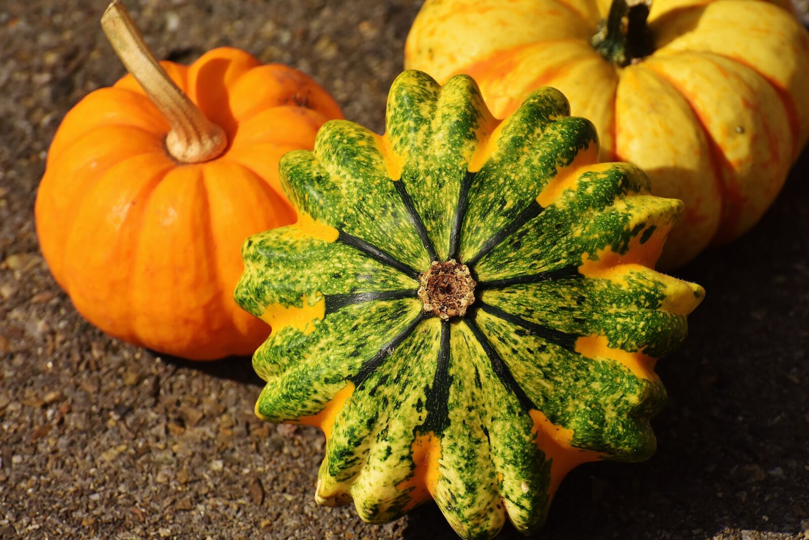 Nikon D7200 sample photo. Pumpkins, decorative squashes, nature photography