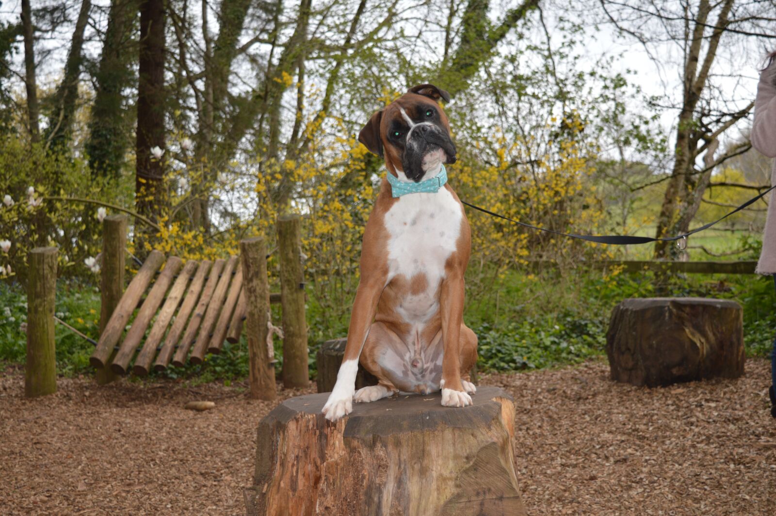 Nikon D3200 sample photo. Dog, boxer dog, pet photography