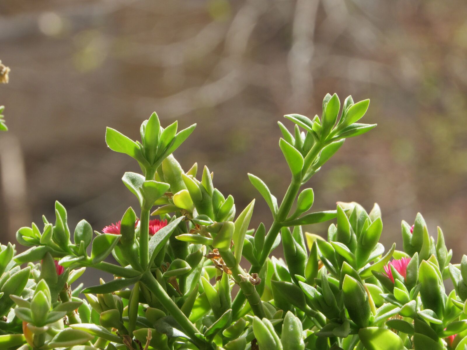 Canon PowerShot SX530 HS sample photo. Spring, green, green plant photography
