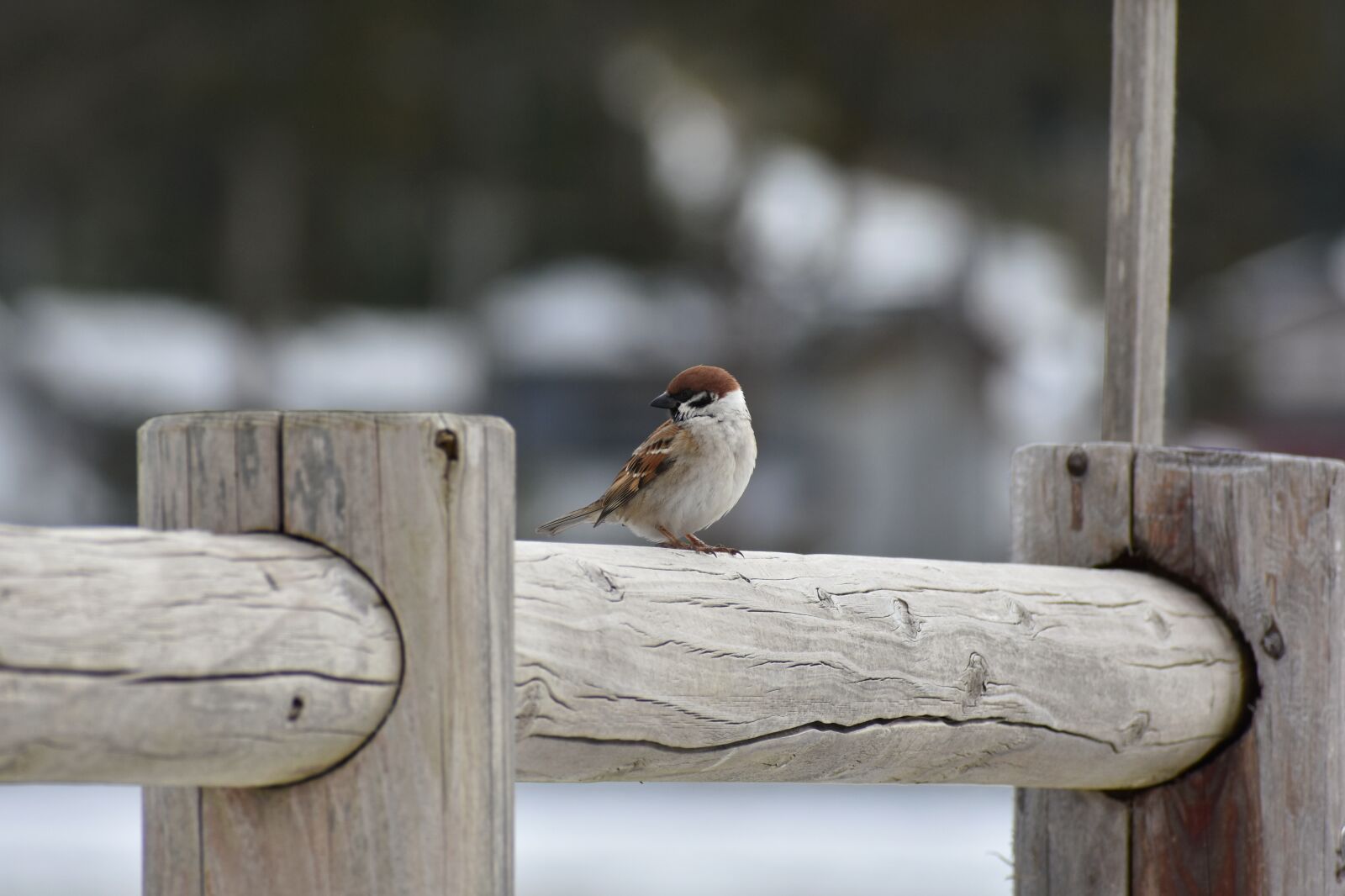Nikon D7200 sample photo. Animal, wood, bird photography