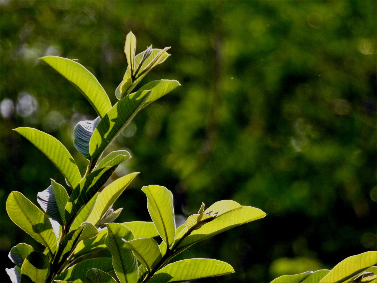 Nikon Coolpix P900 sample photo. Leaf, fresh, green photography