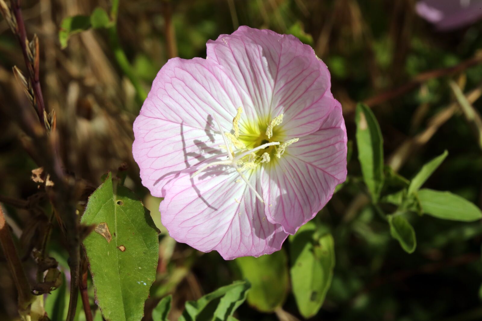 Canon EF 100mm F2.8L Macro IS USM sample photo. Summer flower, pink flower photography