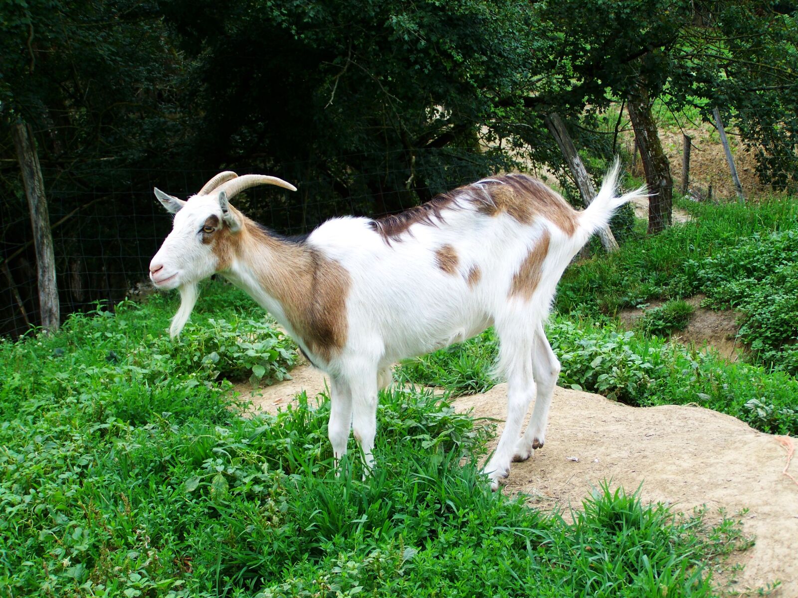 Kodak EASYSHARE ZD710 ZOOM DIGITAL CAMERA sample photo. Goat, bearded, domestic animal photography