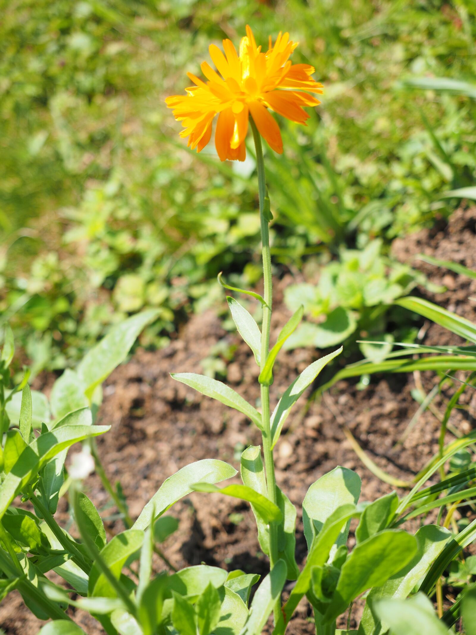 Olympus OM-D E-M1 + Olympus M.Zuiko Digital ED 12-40mm F2.8 Pro sample photo. Marigold, flower, blossom photography