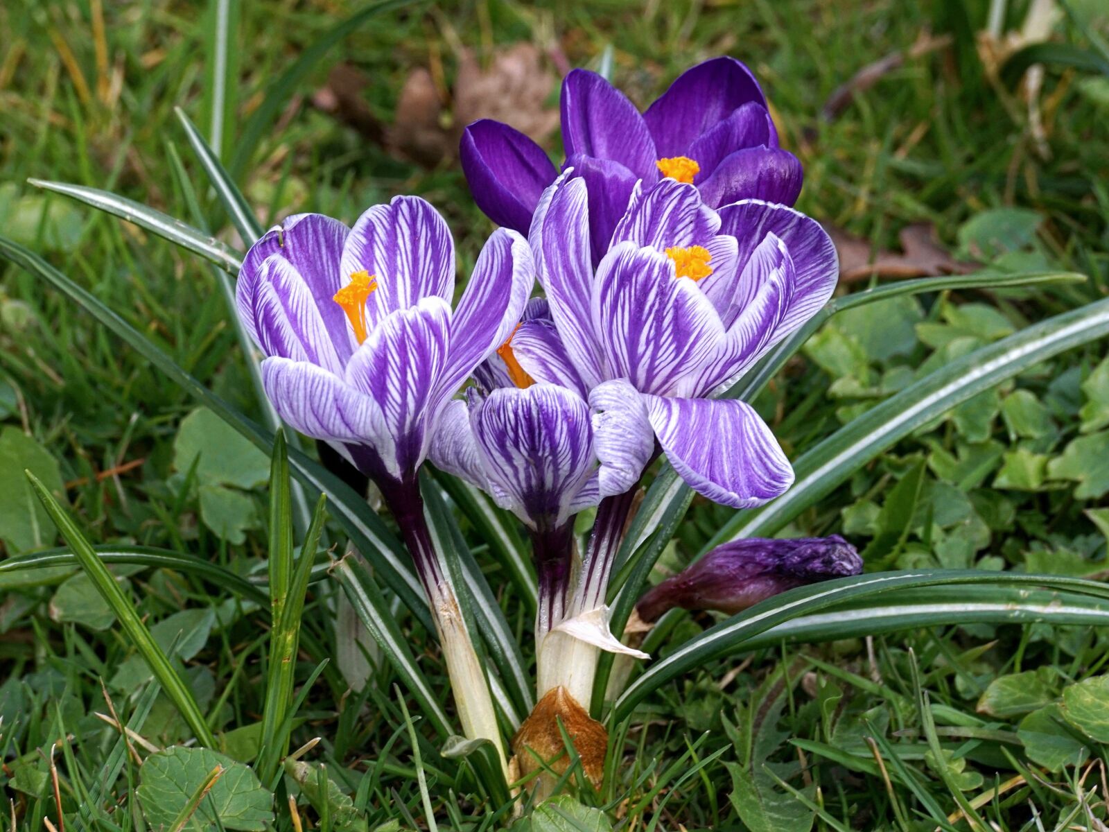 Sony DT 55-300mm F4.5-5.6 SAM sample photo. Crocus, schwertliliengewaechs, flower photography