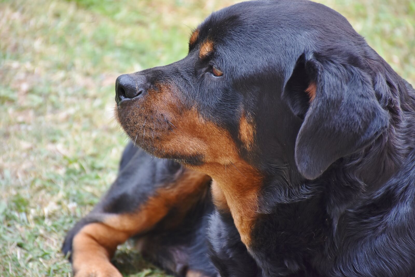 Nikon D7200 sample photo. Rottweiler, dog, pet photography
